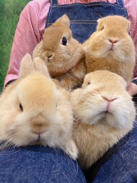 ネザー戦隊オレンジャーズ-2.0- : うさぎブログ うさぎのしっぽ公式