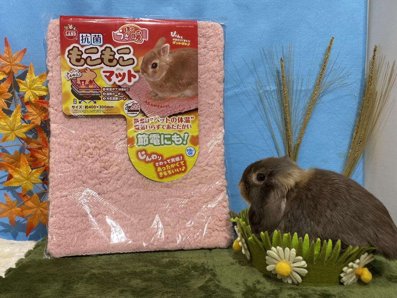 うさぎのしっぽ　うさぎのフード うさぎのしっぽ (@sippo_info) / Posts / X