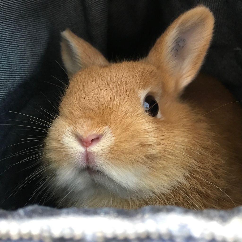 うさぎブログ うさぎのしっぽ公式ブログ 日々しっぽ ハウスでくつろぎっ