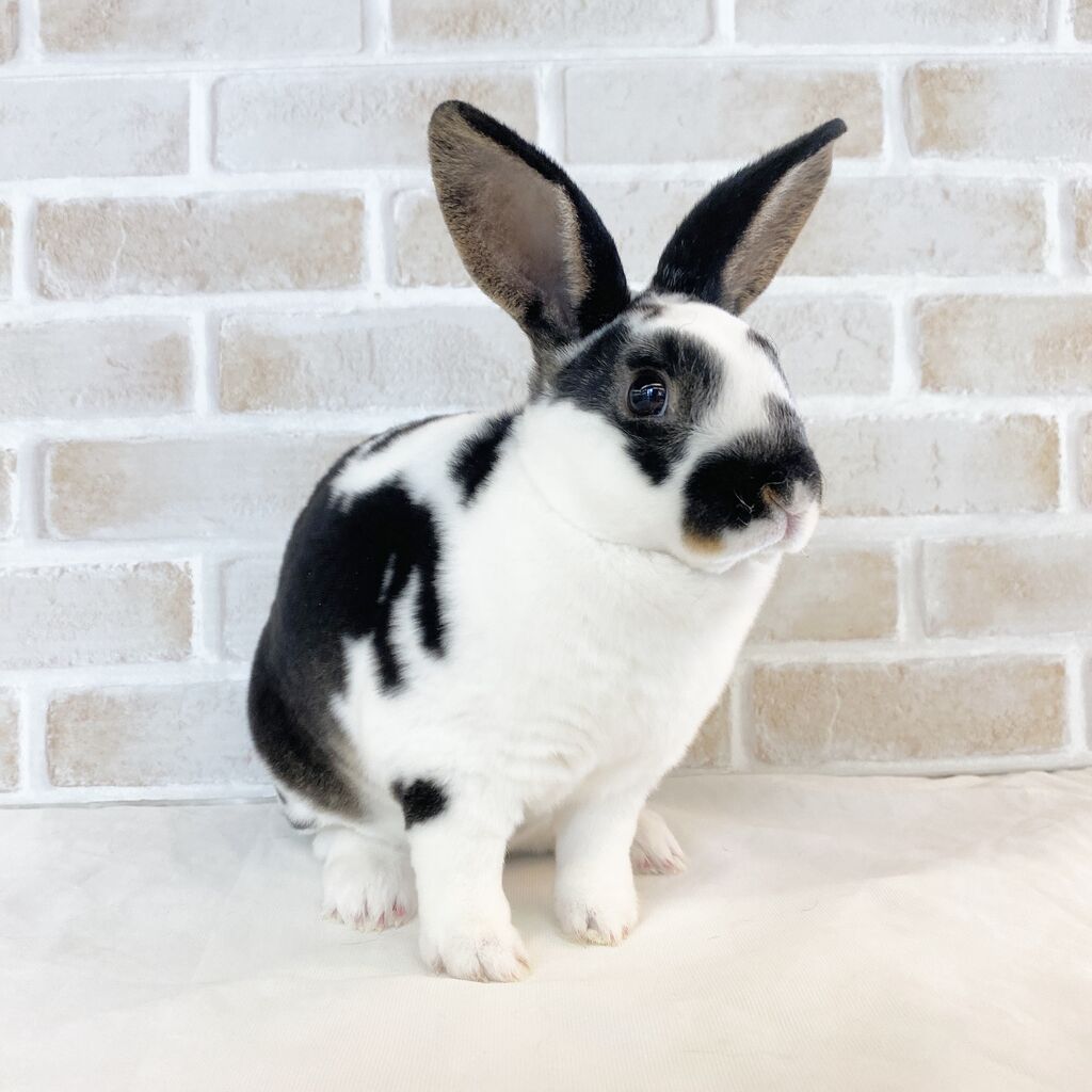 推しうさ！ : うさぎブログ うさぎのしっぽ公式ブログ「日々しっぽ」