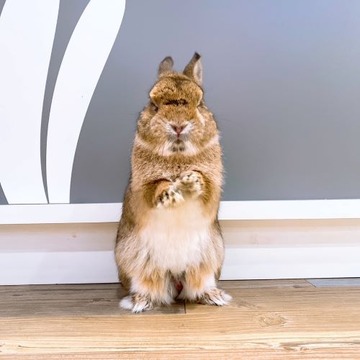 だんだん