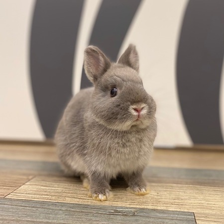 ウサギ☆ Amazon.co.jp: うさぎが逃げる 無敵遊戯セットアップ (富士見L文庫