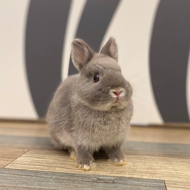 ウサギ出品 新入りうさぎ紹介☆ : うさぎブログ うさぎのしっぽ公式ブログ「日々