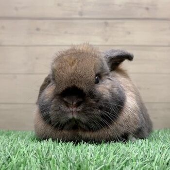 うさぎページ ウサギ | ペットフードのスマック