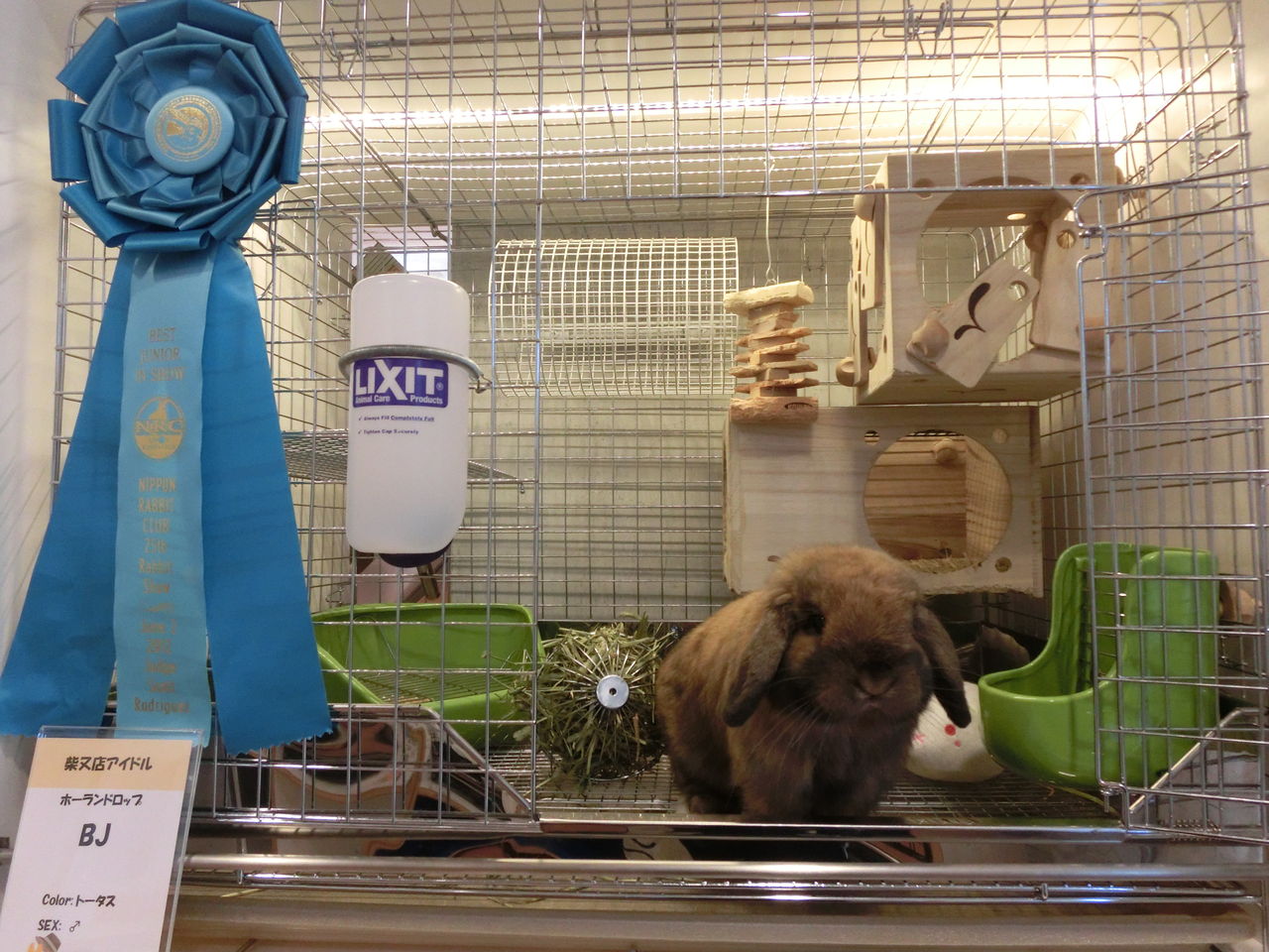 うさぎブログ うさぎのしっぽ公式ブログ 日々しっぽ いよいよ 明日です