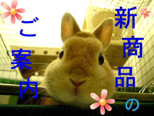 BlogPaint