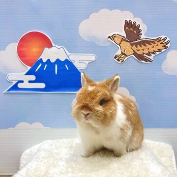 おめでたなちゅび