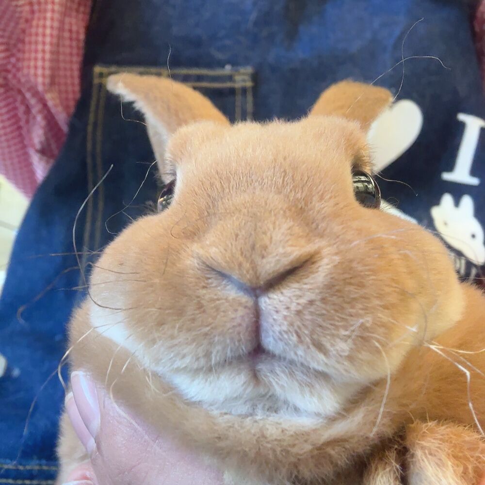 もちもち新入りちゃん : うさぎブログ うさぎのしっぽ公式ブログ「日々