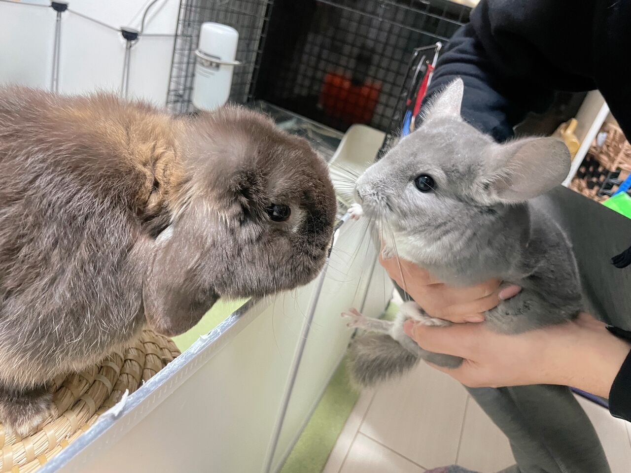 サボらないタイプのうさぎ  うさぎ紹介（うさぎ販売） | うさぎのしっぽ