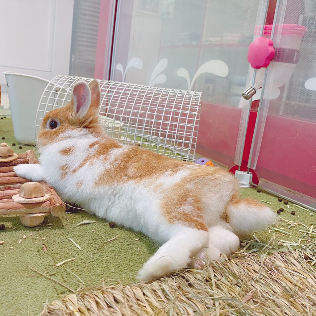 恵比寿店おすすめうさちゃん♪ : うさぎブログ うさぎのしっぽ公式
