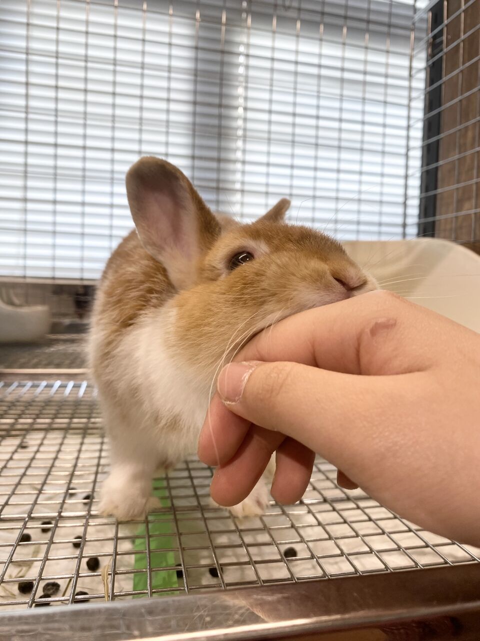 推しうさ紹介します！ : うさぎブログ うさぎのしっぽ公式ブログ「日々