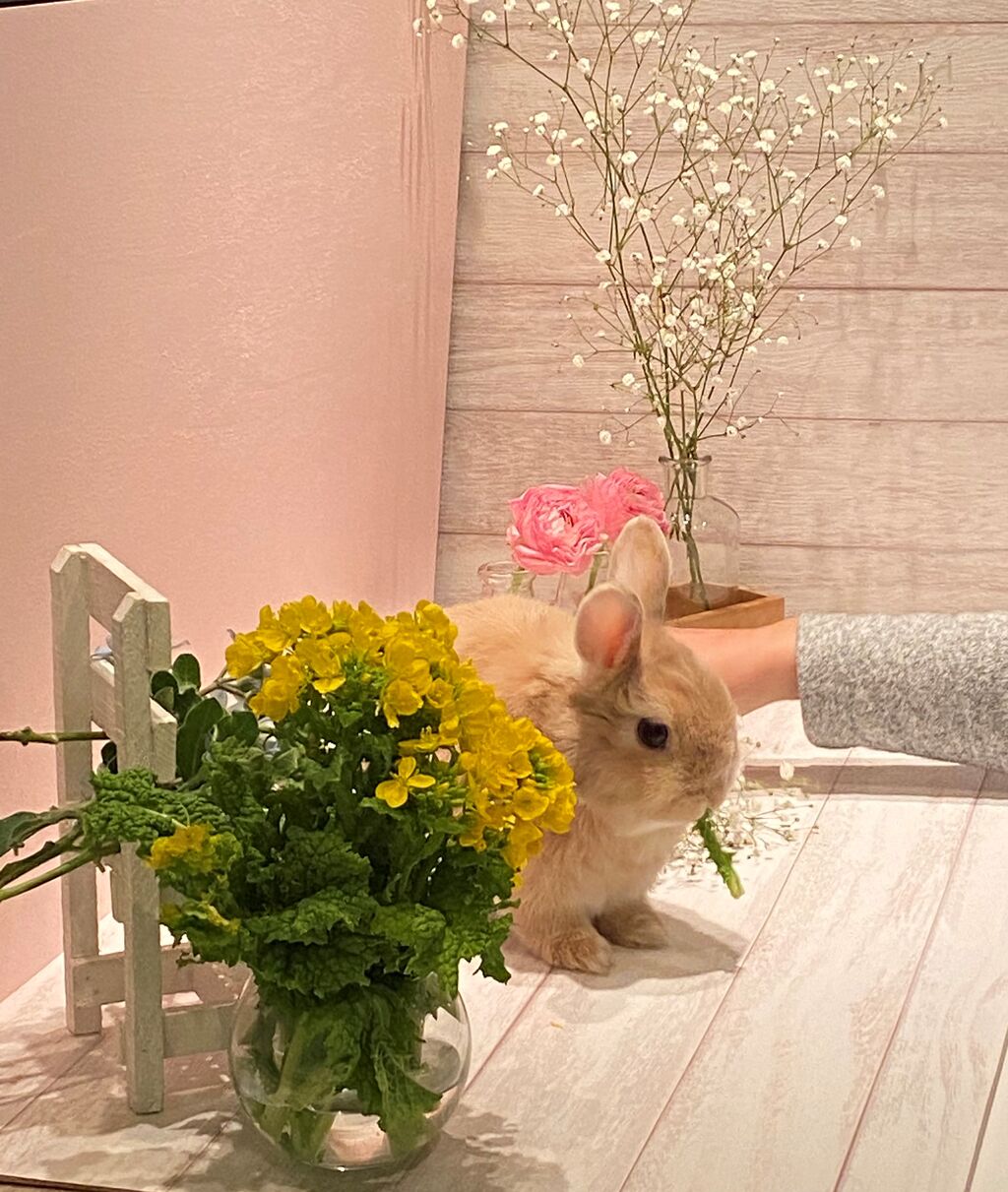 うさぎブログ うさぎのしっぽ公式ブログ 日々しっぽ 撮影会行いました うさぎブログ うさぎのしっぽ公式ブログ 日々しっぽ 撮影会行いました