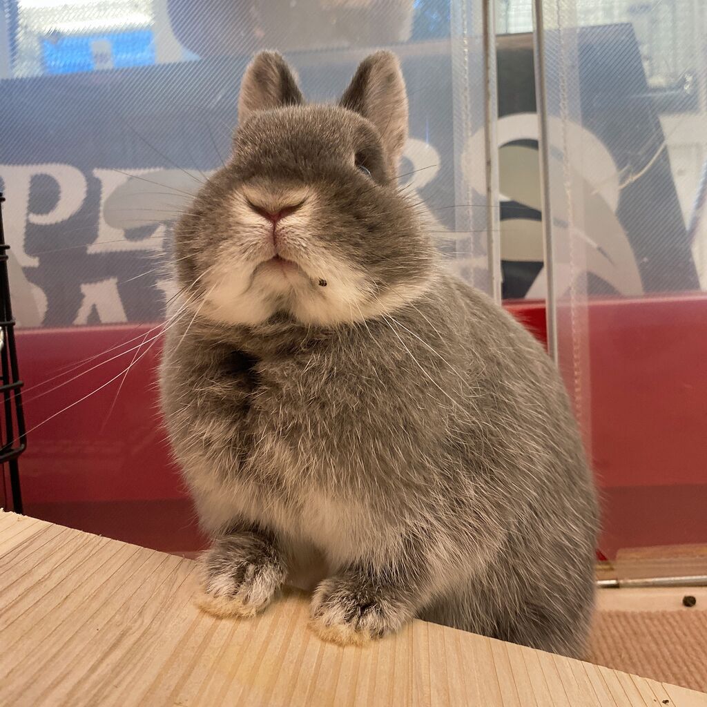 うさぎブログ うさぎのしっぽ公式ブログ 日々しっぽ かりんちゃんサークルタイム うさぎブログ うさぎのしっぽ公式ブログ 日々しっぽ かりんちゃんサークルタイム