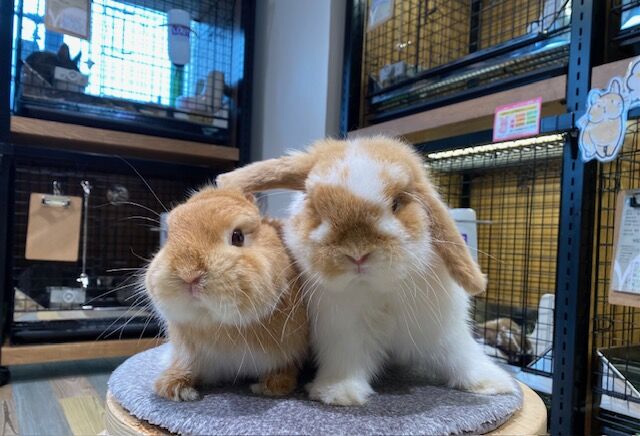 デビューから1ヶ月 : うさぎブログ うさぎのしっぽ公式ブログ「日々