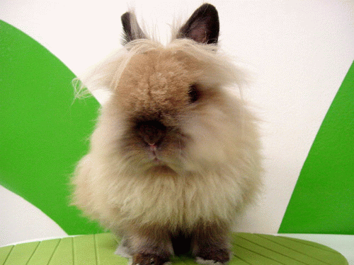 うさぎブログ うさぎのしっぽ公式ブログ 日々しっぽ ライオンヘッドbabyデビュー