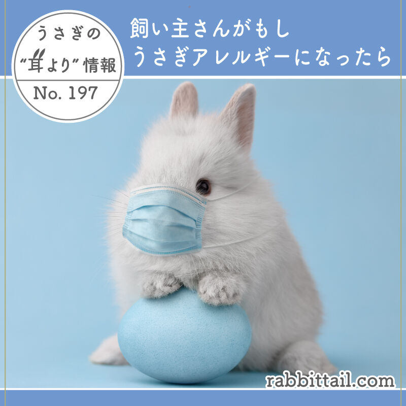 うさぎブログ うさぎのしっぽ公式ブログ 日々しっぽ うさぎの耳より情報 No 197 飼い主さんがもしうさぎアレルギーになったら うさぎブログ うさぎのしっぽ公式ブログ 日々しっぽ うさぎの耳より情報 No 197 飼い主さんがもしうさぎアレルギーになったら