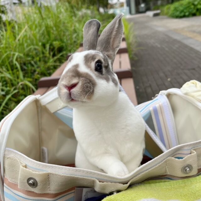 うさぎ　まとめ売り ▽うさぎ｜佐賀・福岡・熊本のペットショップ・スタードッグス