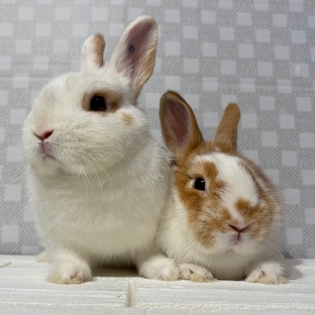 うさぎ箱無し 柴又店自慢の美うさぎ姉妹 : うさぎブログ うさぎのしっぽ公式ブログ
