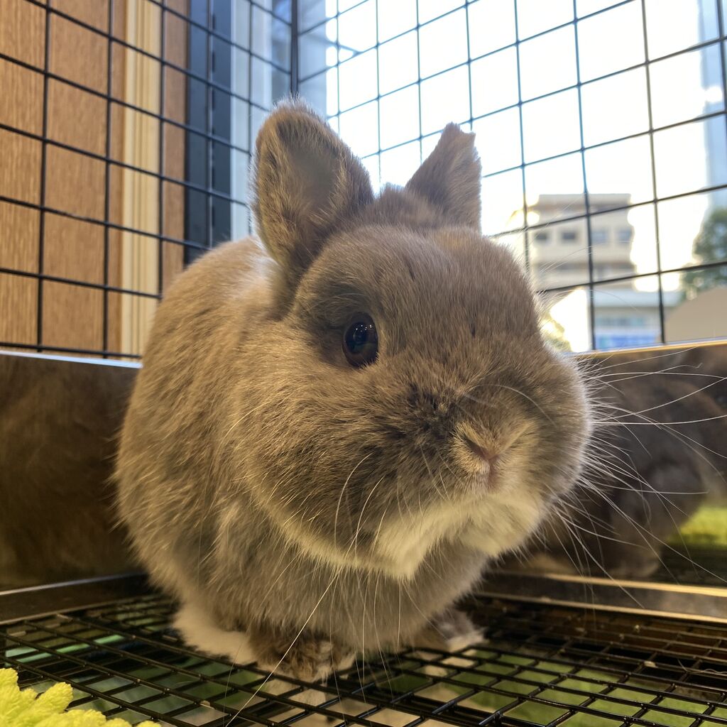 うさぎ　オーダー再開しました⸝꙳.˖様 うさぎ オーダー再開しました⸝꙳.˖様 うさぎ オーダー再開しま