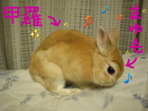 うさぎブログ うさぎのしっぽ公式ブログ 日々しっぽ うさぎ自慢写真 うさぎブログ うさぎのしっぽ公式ブログ 日々しっぽ うさぎ自慢写真