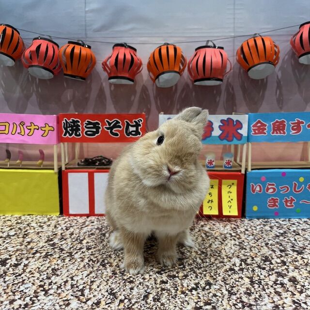 うさみ＠開封時動画撮影₍ᐢ._. ᐢ₎様 リクエスト 6点 まとめ商品 うさぎのみみっく！！】 活動1周年記念『新〇〇』制作プロジェクト