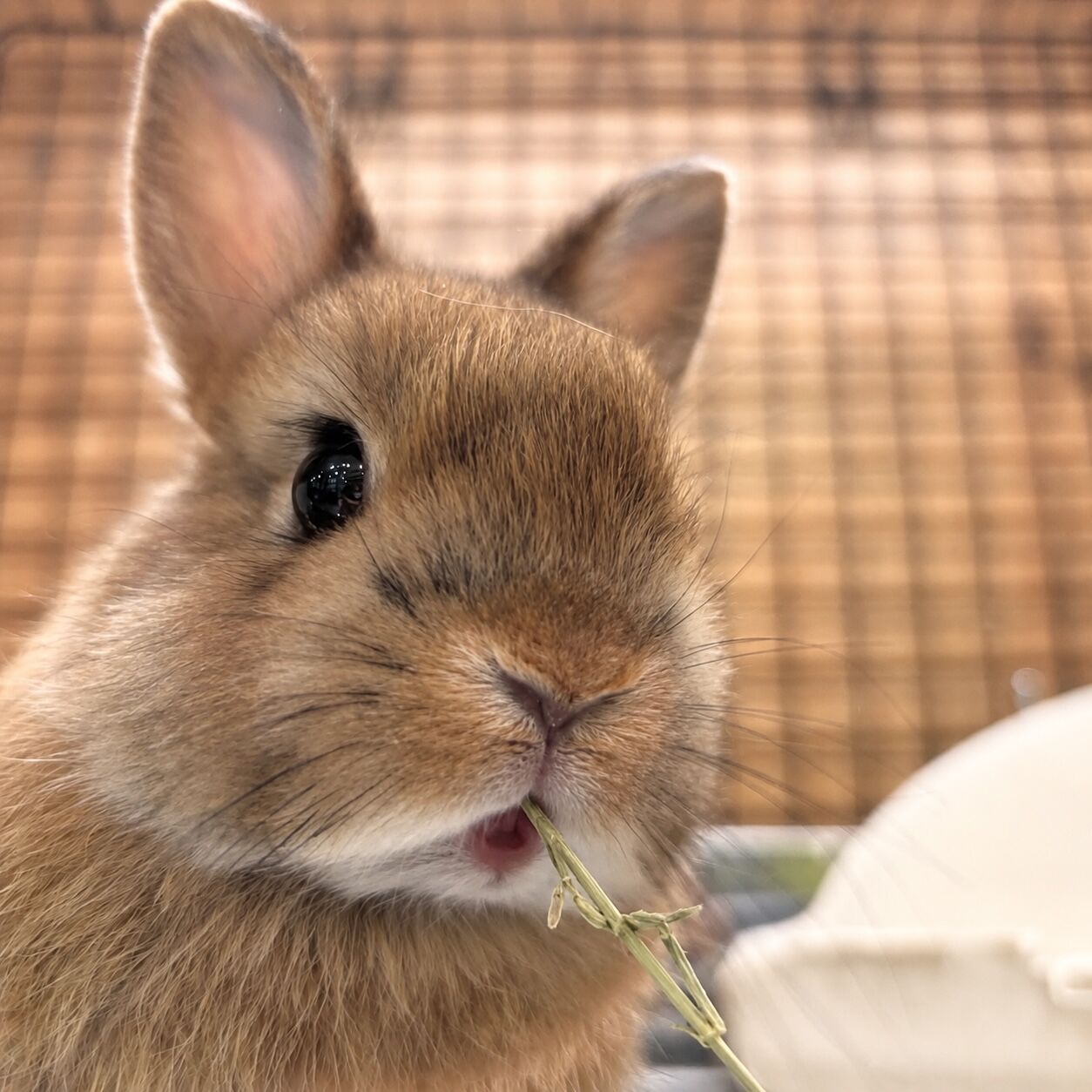セールまであと1週間！ : うさぎブログ うさぎのしっぽ公式ブログ