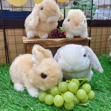 うさぬい1
