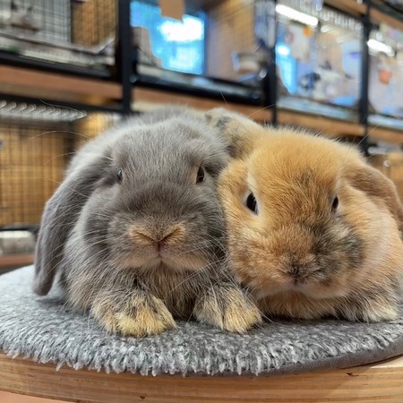 新入りうさちゃんをご紹介♡ : うさぎブログ うさぎのしっぽ公式ブログ