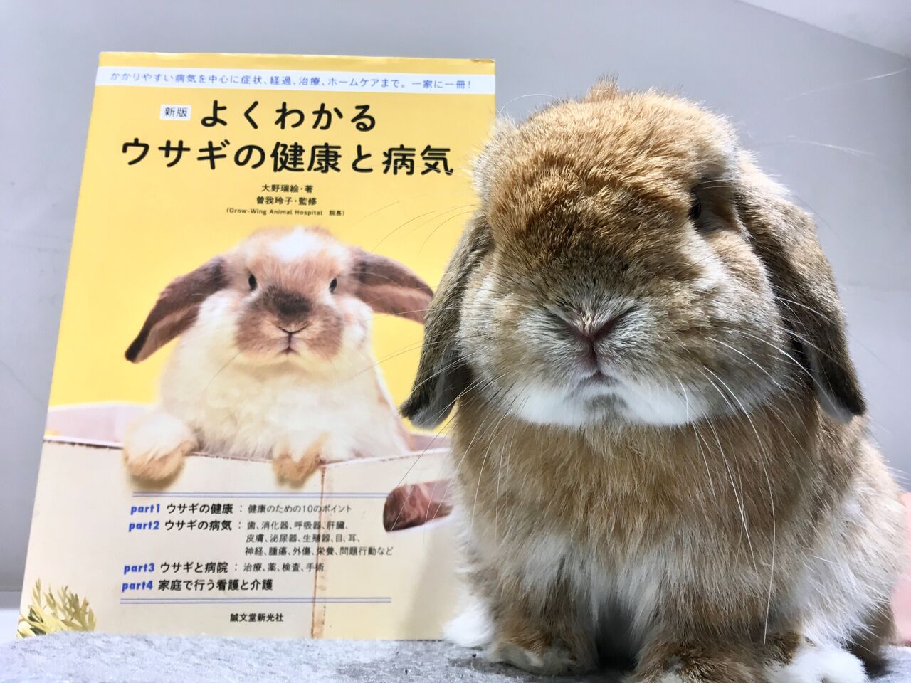 うさぎブログ うさぎのしっぽ公式ブログ 日々しっぽ 二子玉川店 今月のオススメ うさぎブログ うさぎのしっぽ公式ブログ 日々しっぽ 二子玉川店 今月のオススメ