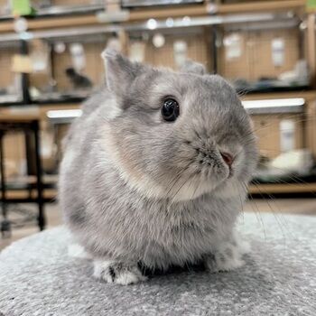 うさちゃんだけど、うさぎっぽくない : うさぎブログ うさぎのしっぽ