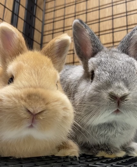 HP写真に苦悩中…！ : うさぎブログ うさぎのしっぽ公式ブログ