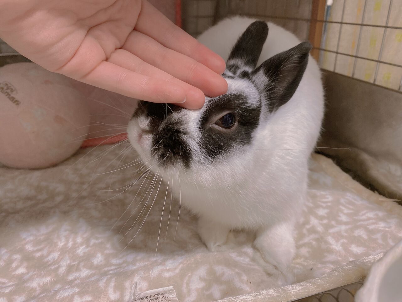 新入りネザーがやってきました！ : うさぎブログ うさぎのしっぽ公式