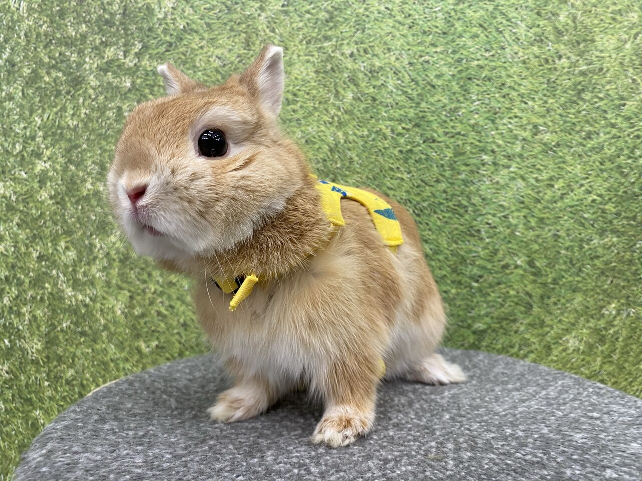 うさぎブログ うさぎのしっぽ公式ブログ 日々しっぽ うさんぽ日和 うさぎブログ うさぎのしっぽ公式ブログ 日々しっぽ うさんぽ日和