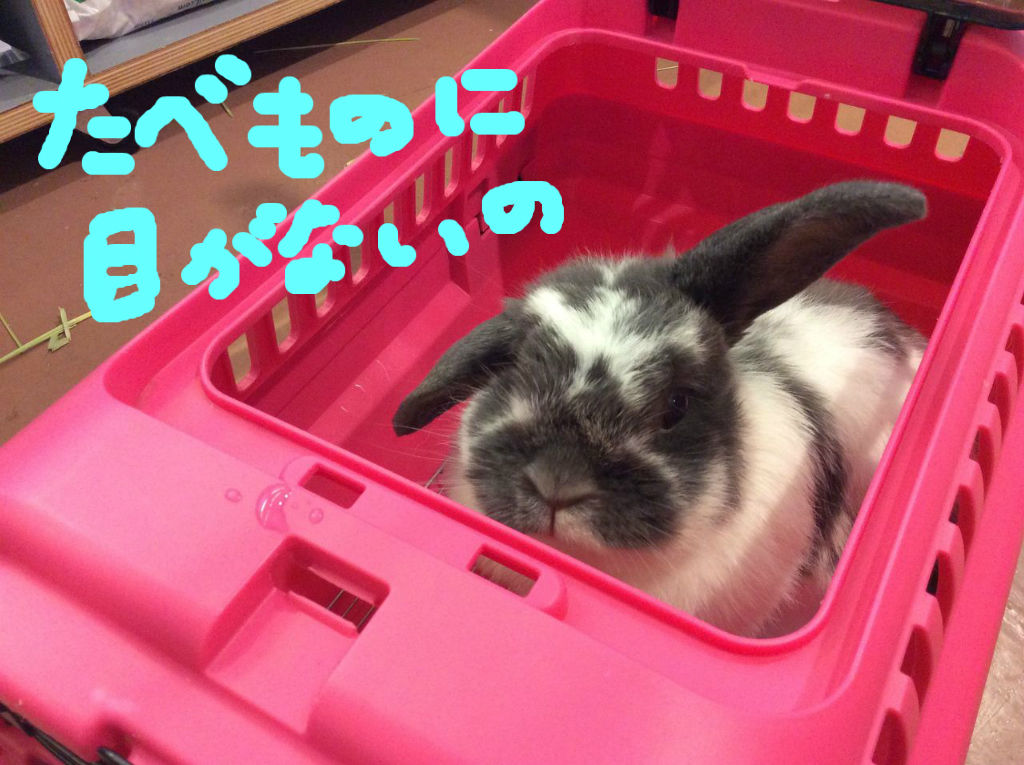 ☆たれ耳さん紹介☆ : うさぎブログ うさぎのしっぽ公式ブログ「日々