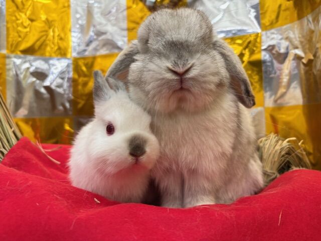 ☆レイクタウンの雪うさーず☆ : うさぎブログ うさぎのしっぽ公式