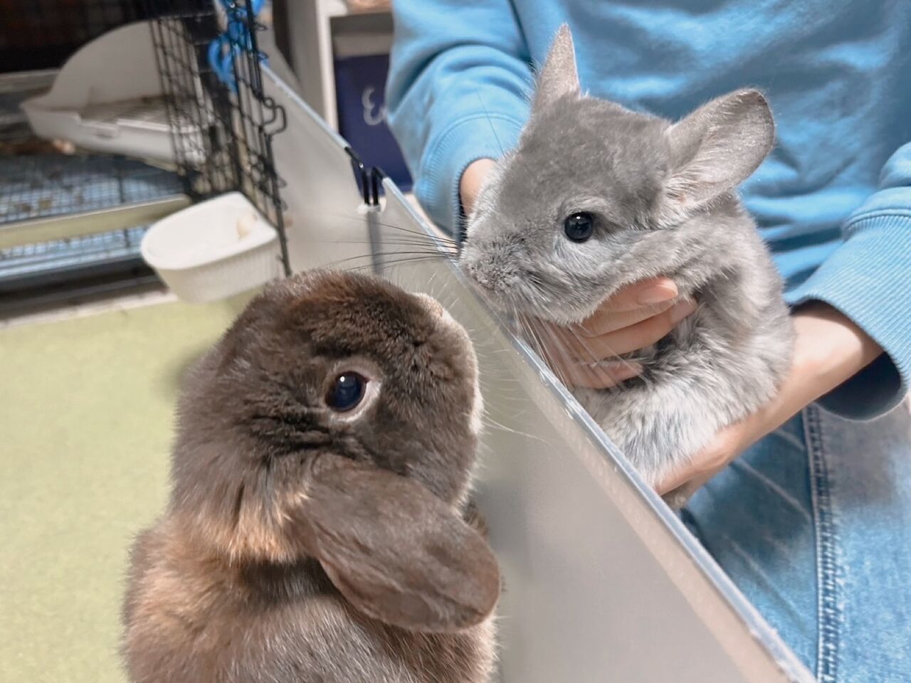 サボらないタイプのうさぎ  うさちゃんとチンチラちゃんの相性♪ : うさぎブログ うさぎの