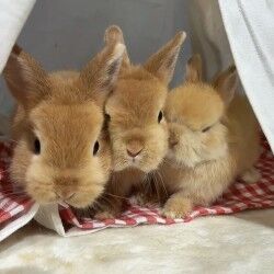 ¥Í¥¶¡¼¥é¥ó¥É¥É¥ï¡¼¥Õ1