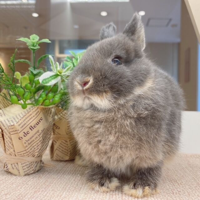 うさぎブログ うさぎのしっぽ公式ブログ 日々しっぽ ネザーのベビーちゃんデビュー うさぎブログ うさぎのしっぽ公式ブログ 日々しっぽ ネザーのベビーちゃんデビュー