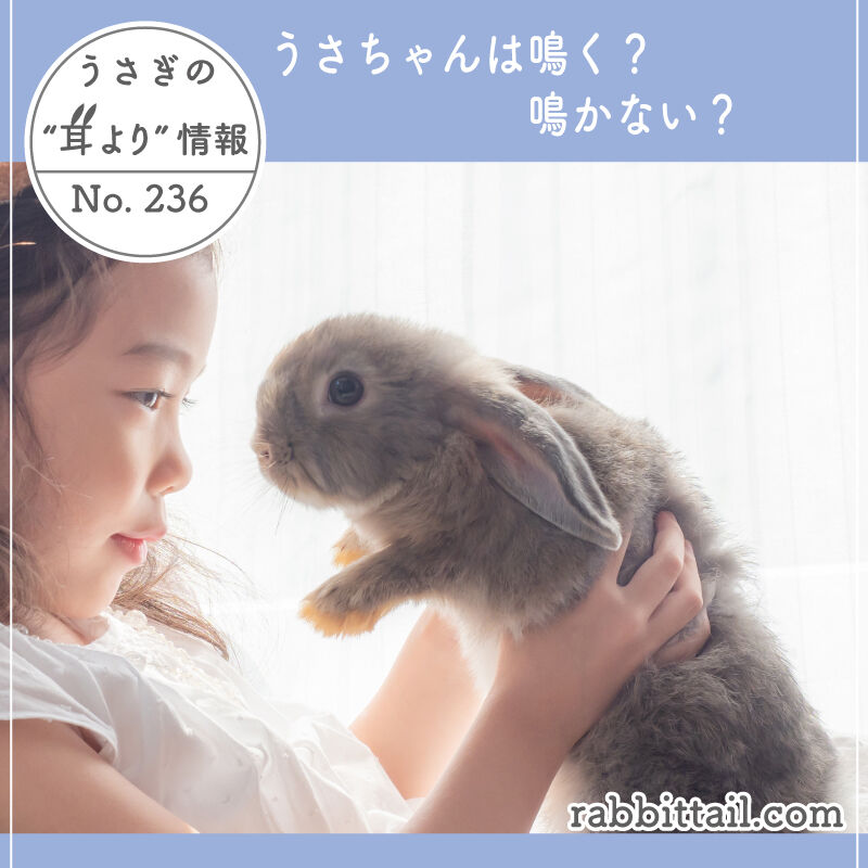 うさぎブログ うさぎのしっぽ公式ブログ 日々しっぽ うさぎの耳より情報 No 236 うさちゃんは鳴く 鳴かない