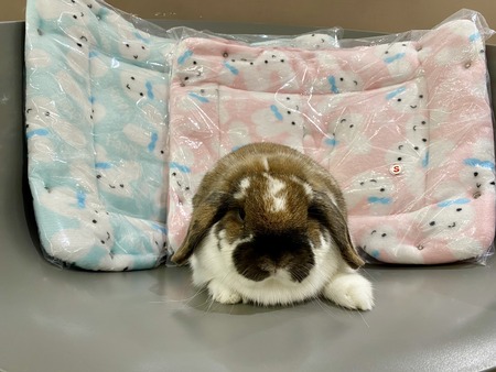 ブログ��
