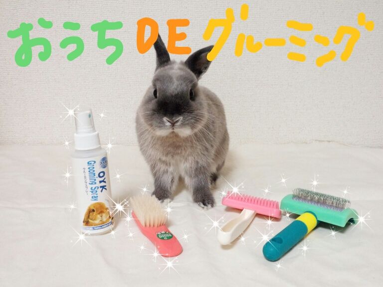 うさぎブログ うさぎのしっぽ公式ブログ「日々しっぽ」おうちdeグルーミングのススメ。