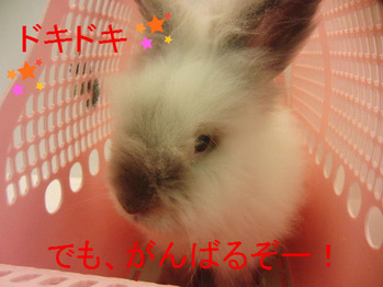 BlogPaint