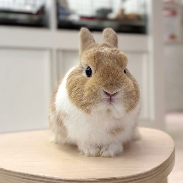 おれんじまみれ : うさぎブログ うさぎのしっぽ公式ブログ「日々しっぽ」