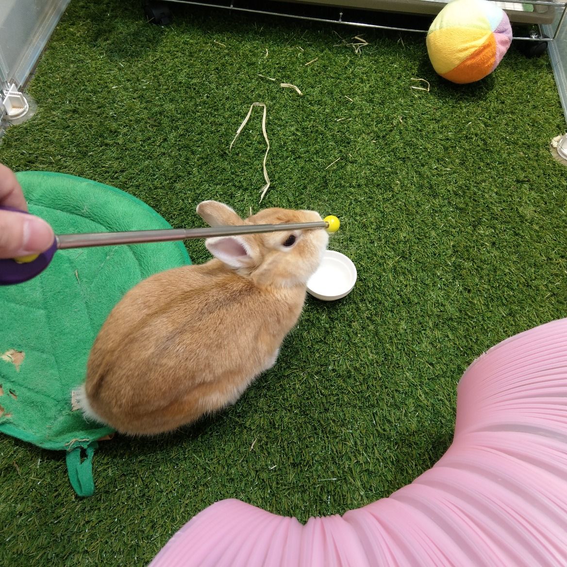 うさぎブログ うさぎのしっぽ公式ブログ 日々しっぽ トレーニング2