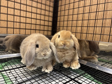 うさぎりんページ うさぎりんページ 兎 うさぎページ うさ@ページ まっきーページ The ZX