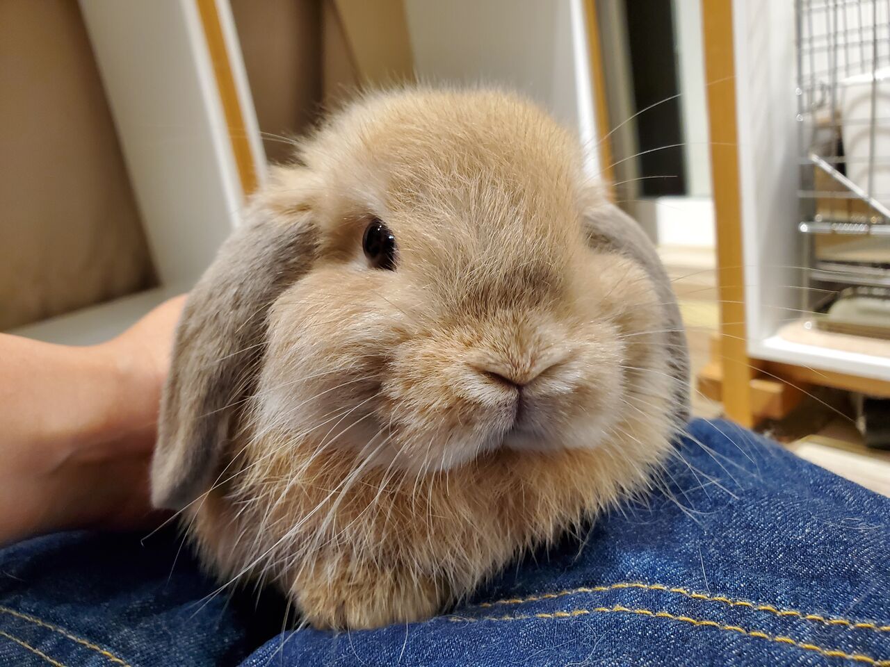 うさぎ紹介 : うさぎブログ うさぎのしっぽ公式ブログ「日々しっぽ」
