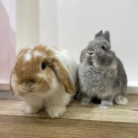 ほっぺぷくぷくNEWFACE♡ : うさぎブログ うさぎのしっぽ公式ブログ