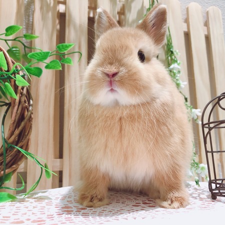 【ちびたんさま】vintage ୨୧ 真っ白な 可愛い ウサちゃん ちびたんさま】vintage ୨୧ 真っ白な 可愛い ウサちゃん