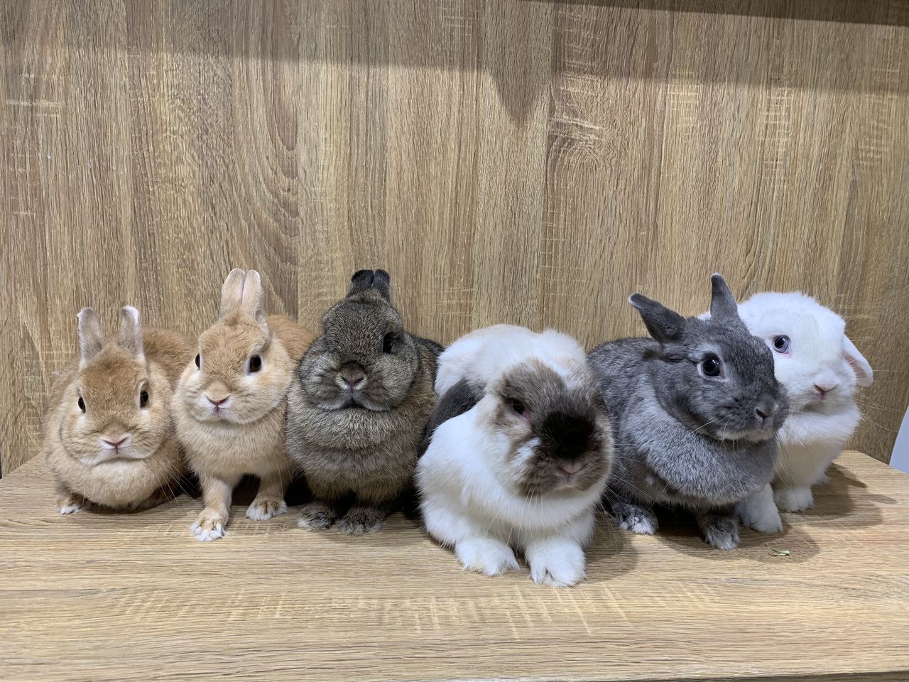 ママさん大集合～❣️ : うさぎブログ うさぎのしっぽ公式ブログ