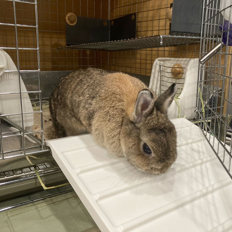 ボタン エンドウ 食用 うさぎ ケージ スロープ オークション 特定の 魅惑的な